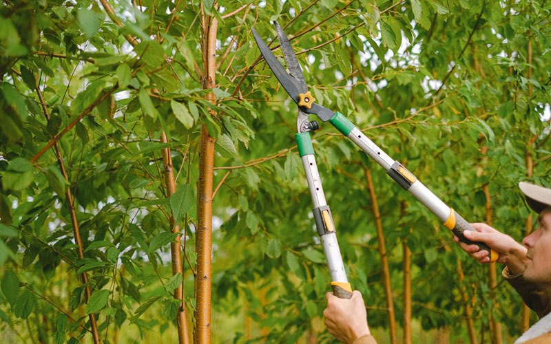 Tree trimming in Garden Valley, ID